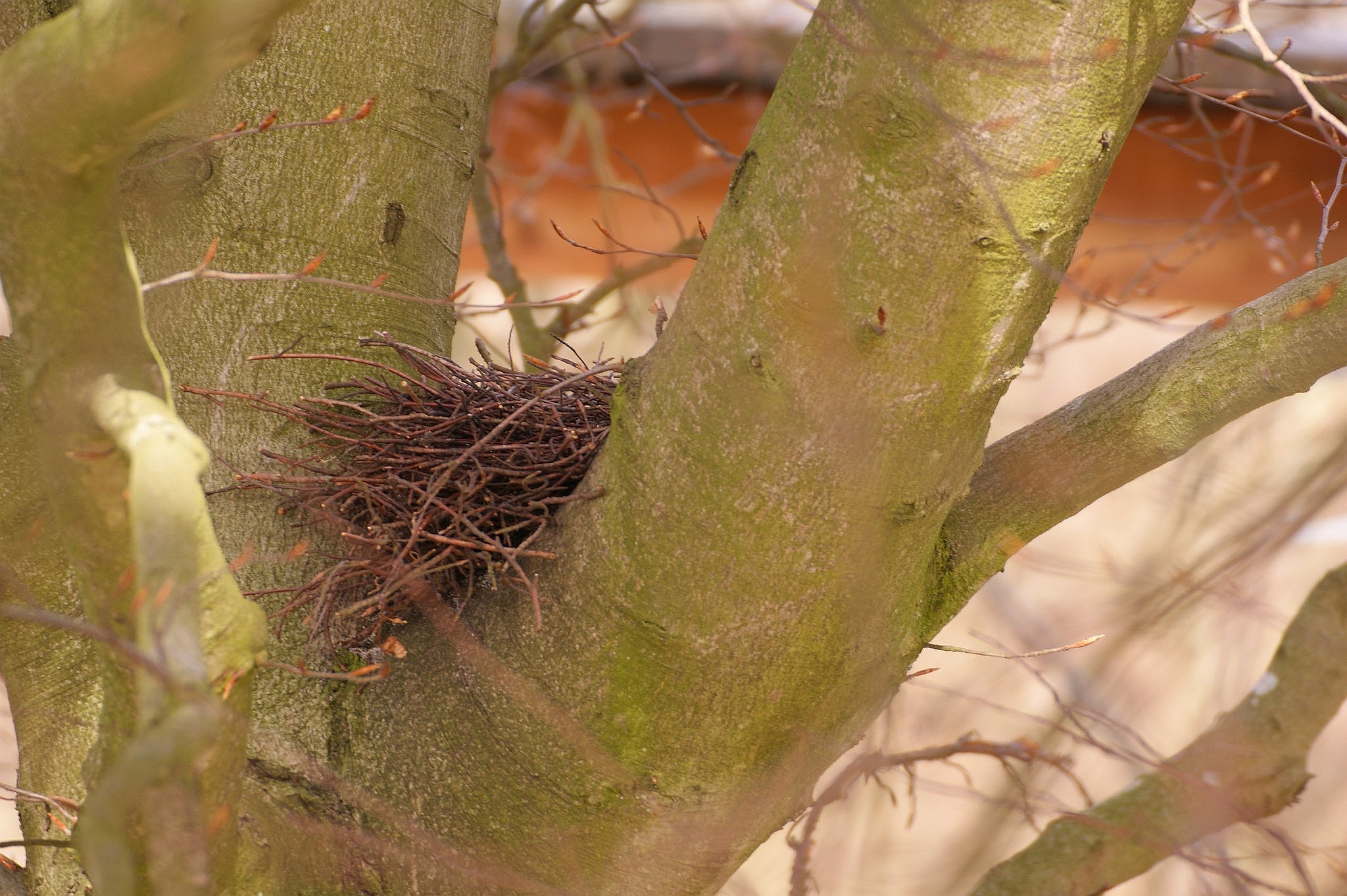 Ptačí hnízdo umístěné v jednom z hlavních větvení stromu