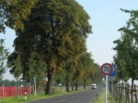 Větší bezpečnosti jízdy v alejích pomůže například snížení rychlosti (viz Německo)