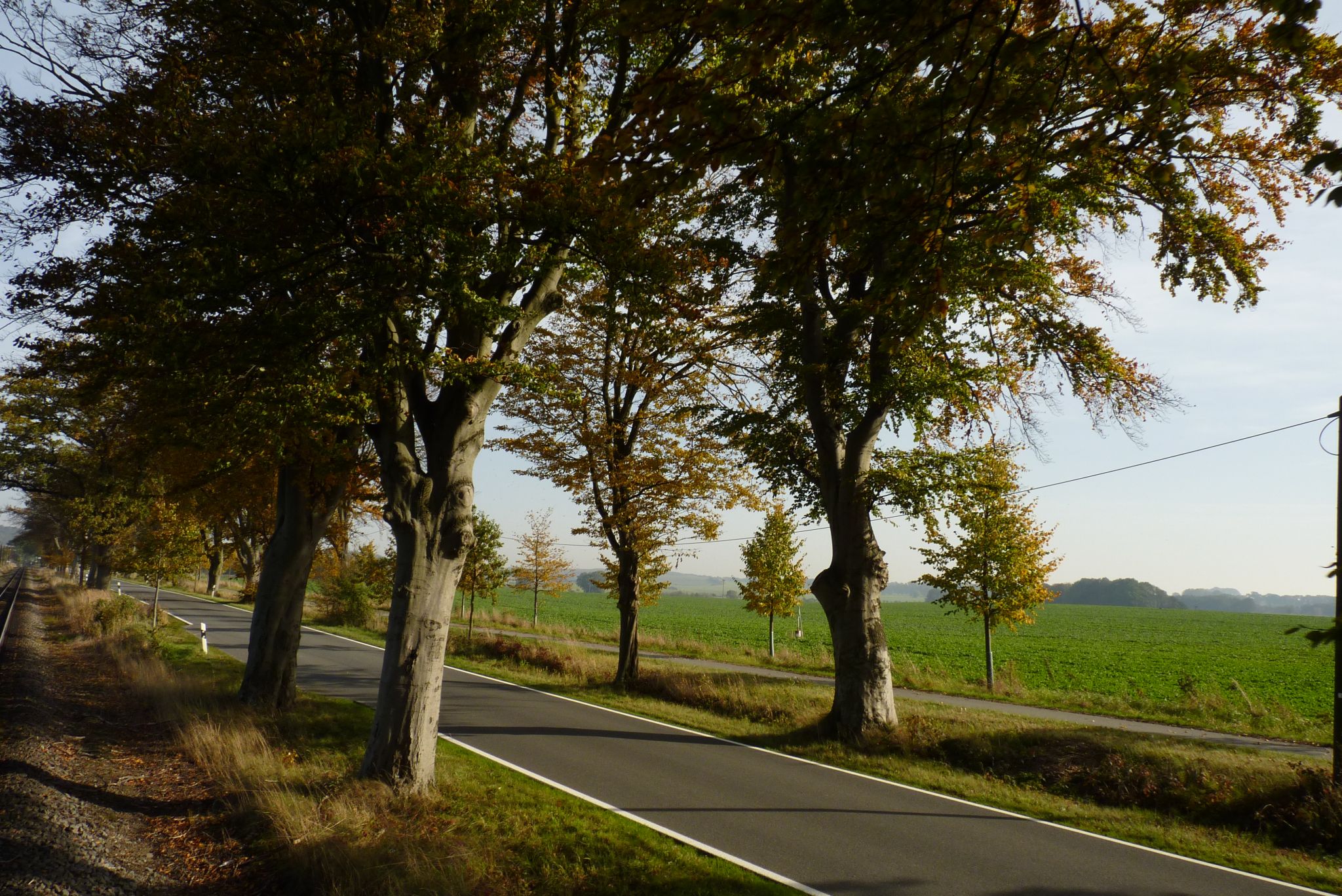 Cesta ze Sellinu do Putbusu. Podél silnice vznikla nedávno cyklostezka s další řadou stromů.